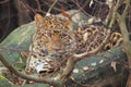 North China leopard