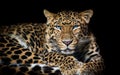 North China leopard Panthera pardus japonensis black backround Royalty Free Stock Photo