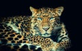 North China leopard Panthera pardus japonensis black backround Royalty Free Stock Photo