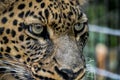 North China leopard portrait close up Royalty Free Stock Photo
