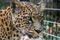 North China leopard portrait close up Royalty Free Stock Photo