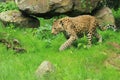 North China leopard