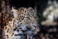 North chinese leopard close up Royalty Free Stock Photo