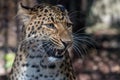 North chinese leopard close up Royalty Free Stock Photo