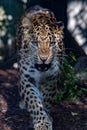 North chinese leopard close up Royalty Free Stock Photo