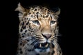 North chinese leopard close up Royalty Free Stock Photo