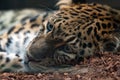 North chinese leopard close up Royalty Free Stock Photo