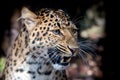 North chinese leopard close up