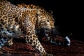 North chinese leopard close up Royalty Free Stock Photo