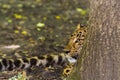 North Chinese leopard in the hide of a tree