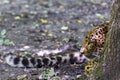 North Chinese leopard in the hide of a tree