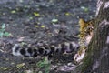 North Chinese leopard in the hide of a tree