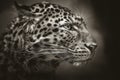 North-Chinese leopard, leopard, head, black and white