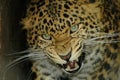 North Chinese leopard (Panthera pardus japonensis) Royalty Free Stock Photo