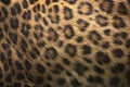 North-Chinese leopard (Panthera pardus japonensis) fur texture. Royalty Free Stock Photo