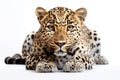 North Chinese Leopard Panthera Pardus Japonensis Royalty Free Stock Photo