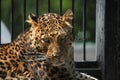 North-Chinese leopard (Panthera pardus japonensis). Royalty Free Stock Photo