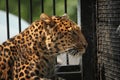 North-Chinese leopard (Panthera pardus japonensis). Royalty Free Stock Photo
