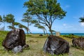 North coast, Pointe Allegre, Basse-Terre, Guadeloupe, Caribbean Royalty Free Stock Photo