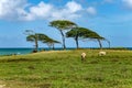 North coast, Pointe Allegre, Basse-Terre, Guadeloupe, Caribbean Royalty Free Stock Photo