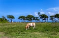 North coast, Pointe Allegre, Basse-Terre, Guadeloupe, Caribbean Royalty Free Stock Photo