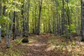 The North Country Trail in the fall, covered in leaves - this is a long thru-hike along the Upper Peninsula of Michigan Royalty Free Stock Photo