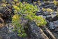 North Crater Flow Trail, Craters of the Moon National Monument, Idaho, USA