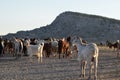 North Cyprus farmers landscape Royalty Free Stock Photo