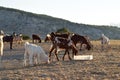 North Cyprus farmers landscape Royalty Free Stock Photo