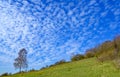 North Downs near Otford in Kent, UK. Scenic view of the English countryside with lone tree, blue sky and white clouds. Royalty Free Stock Photo