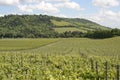 North Downs and vineyard. Surrey. England