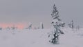 Rare Trees and lots of Snow at Sunset