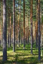 North forest landscape in Karelia