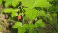 North forest ripe wild strawberry. Ripe red wild strawberry berry on a bush among grass in forest. Close up.