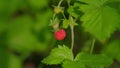 North forest ripe wild strawberry. Ripe red wild strawberry berry on a bush among grass in forest. Close up.