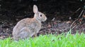 North Georgia Eastern Cottontail Rabbit Sylvilagus obscurus Royalty Free Stock Photo