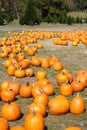North Georgia Pumpkin Farm Royalty Free Stock Photo