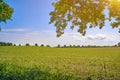North German landscape in early summer with young potato plants on a field with rolling hills and a row of trees on the horizon Royalty Free Stock Photo