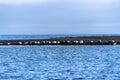 2021 08 11 North Iceland seals on the beach 1