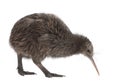 North Island Brown Kiwi, Apteryx mantelli