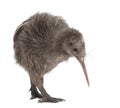 North Island Brown Kiwi, Apteryx mantelli