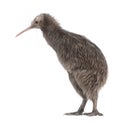 North Island Brown Kiwi, Apteryx mantelli Royalty Free Stock Photo