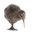 North Island Brown Kiwi, Apteryx mantelli Royalty Free Stock Photo