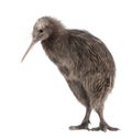 North Island Brown Kiwi, Apteryx mantelli