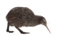 North Island Brown Kiwi, Apteryx mantelli Royalty Free Stock Photo