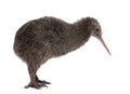 North Island Brown Kiwi, Apteryx mantelli Royalty Free Stock Photo