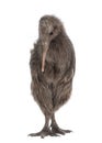 North Island Brown Kiwi, Apteryx mantelli