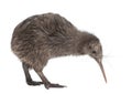 North Island Brown Kiwi, Apteryx mantelli