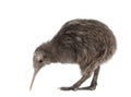 North Island Brown Kiwi, Apteryx mantelli