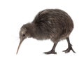 North Island Brown Kiwi, Apteryx mantelli